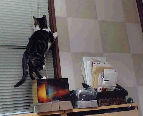 一击定山河，托尼致命头槌，荷兰战舰碾过贝蒂斯荆棘