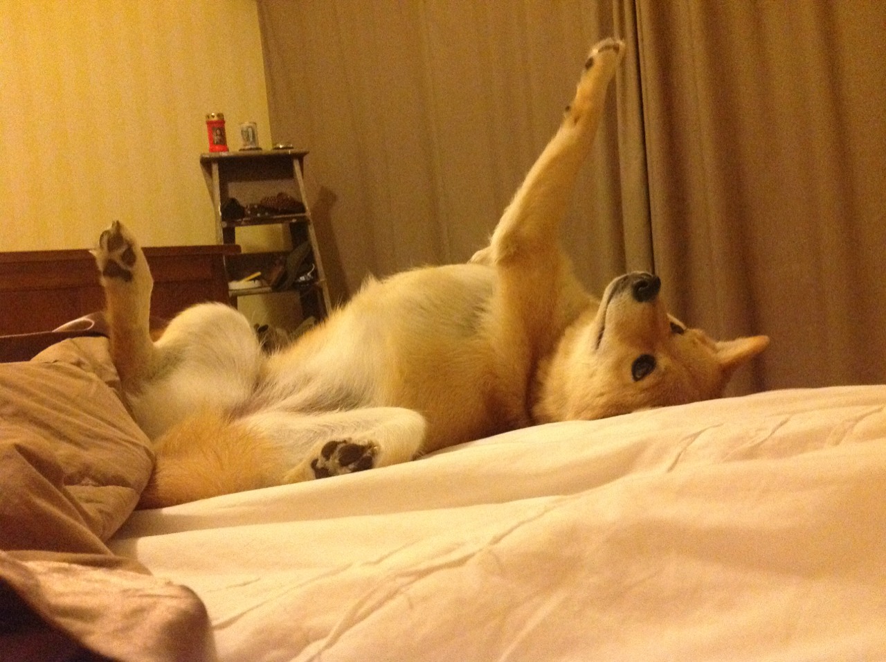 逆转之力！安哥拉单节狂潮撕破巴西防线，加维末节封神定乾坤