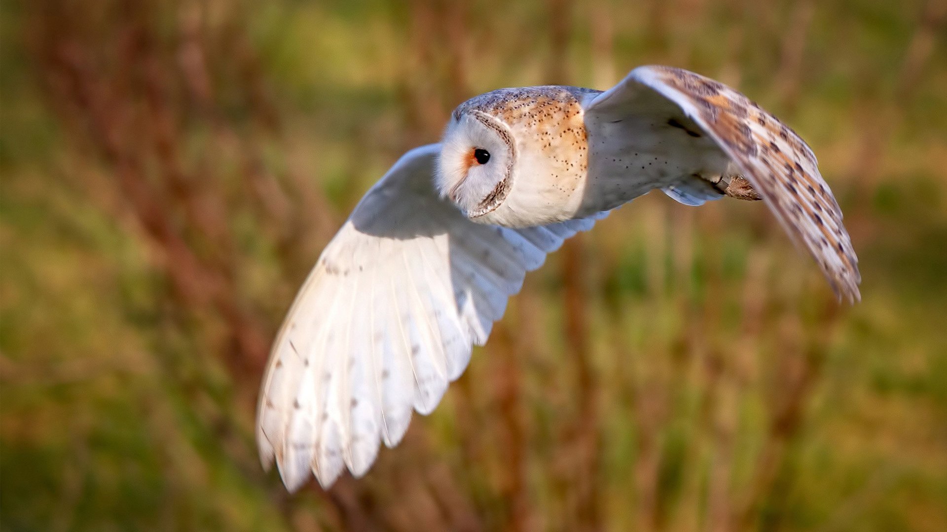 东方压境,西方称王,团队铁壁与个人神迹的胜利交响