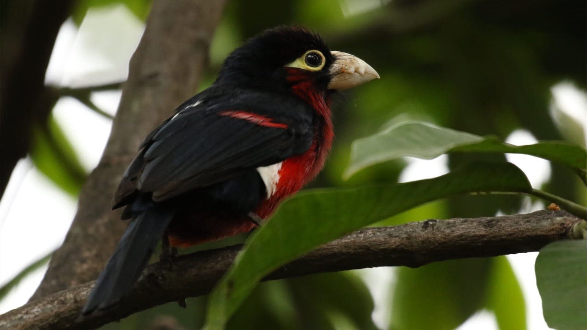 双城记，昨夜，广东团队篮球轻取北京，德罗赞跨越大洋上演个人英雄主义