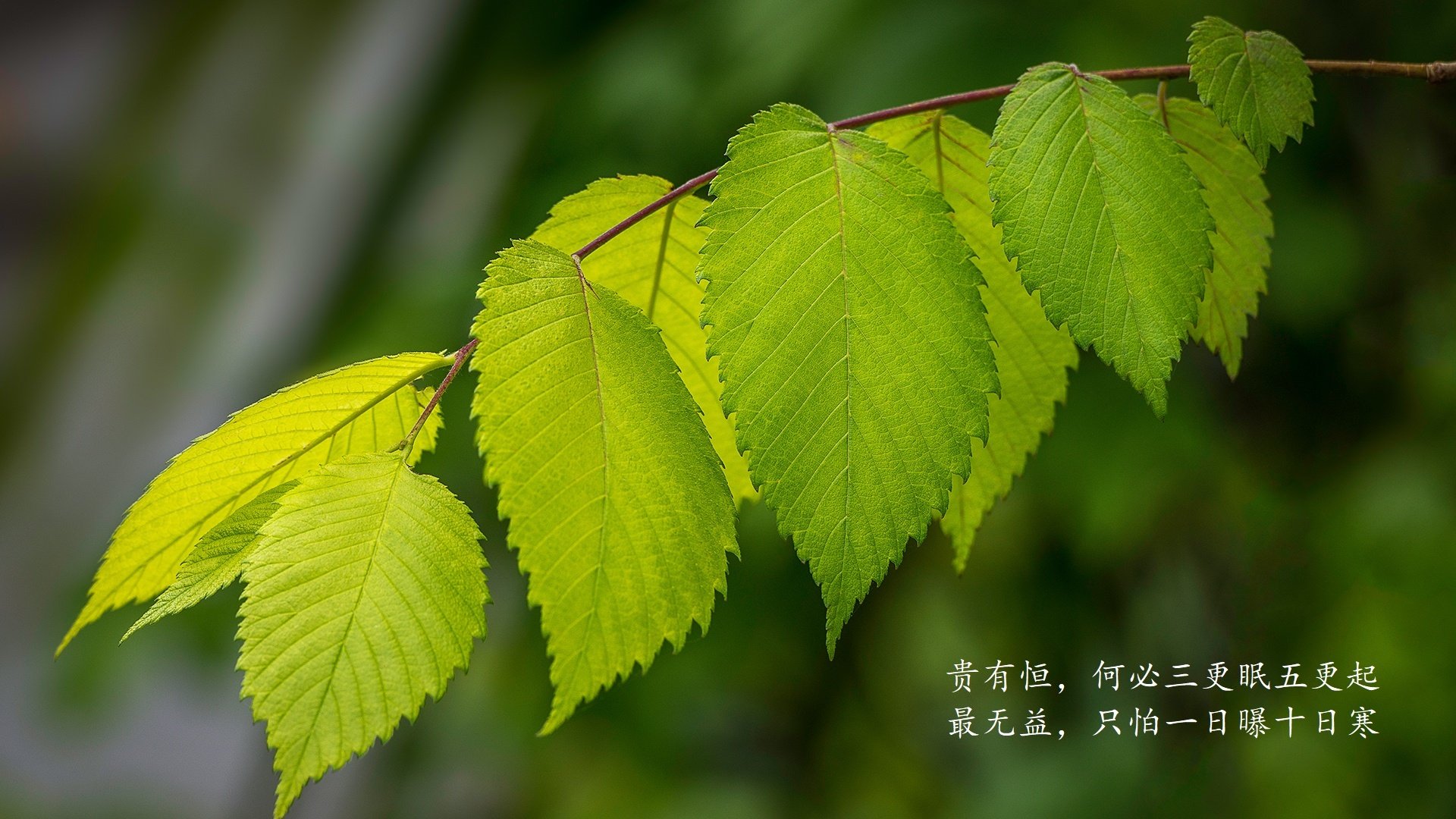 撕裂的脚本,2026世界杯G组,德国用一场不德国的胜利向历史复仇